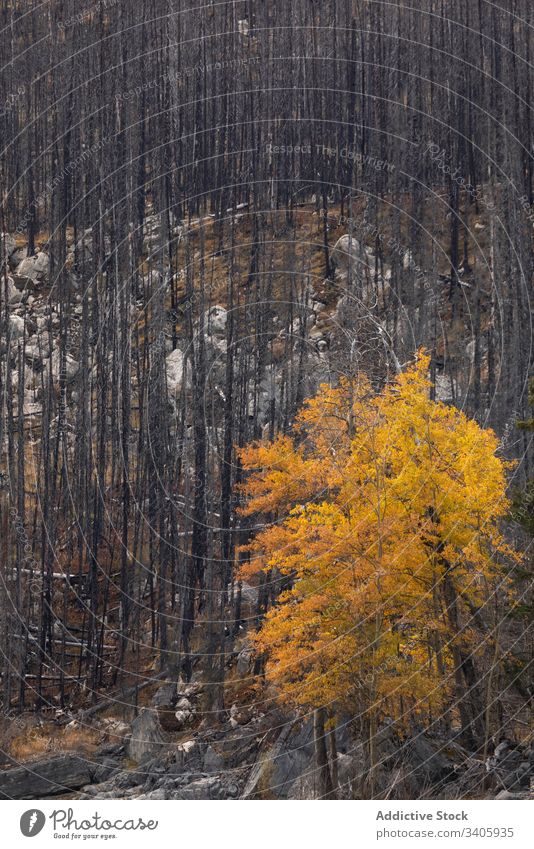 Herbstlicher Wald am Berghang Baum Natur Landschaft Wälder Kofferraum gelb wild Saison malerisch nadelhaltig reisen ruhig Umwelt Pflanze fallen Waldgebiet kalt