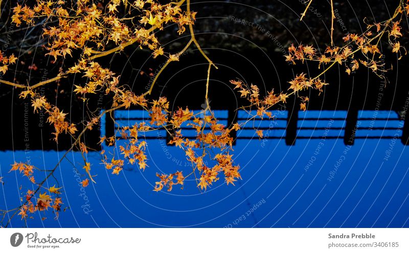 Herbstliche Ahornblätter über dem Kanal mit Zaunreflexion am frühen Abend Japan Sandra Prebble Ahornzweig Takayama Blauwasser Zaun-Reflexion stilles Wasser