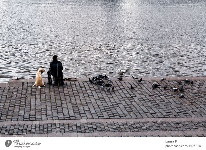Porträt eines Hundes und seines Besitzers, der vor einem Wasser sitzt, mit Tauben daneben Haustier Mann menschlich Tier heimisch Freunde Freundschaft Lifestyle