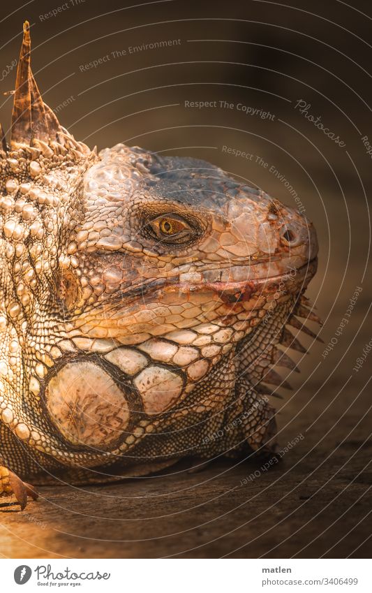 Leguan Kopf Tierportrait Profil bunt braun Blick menschenleer