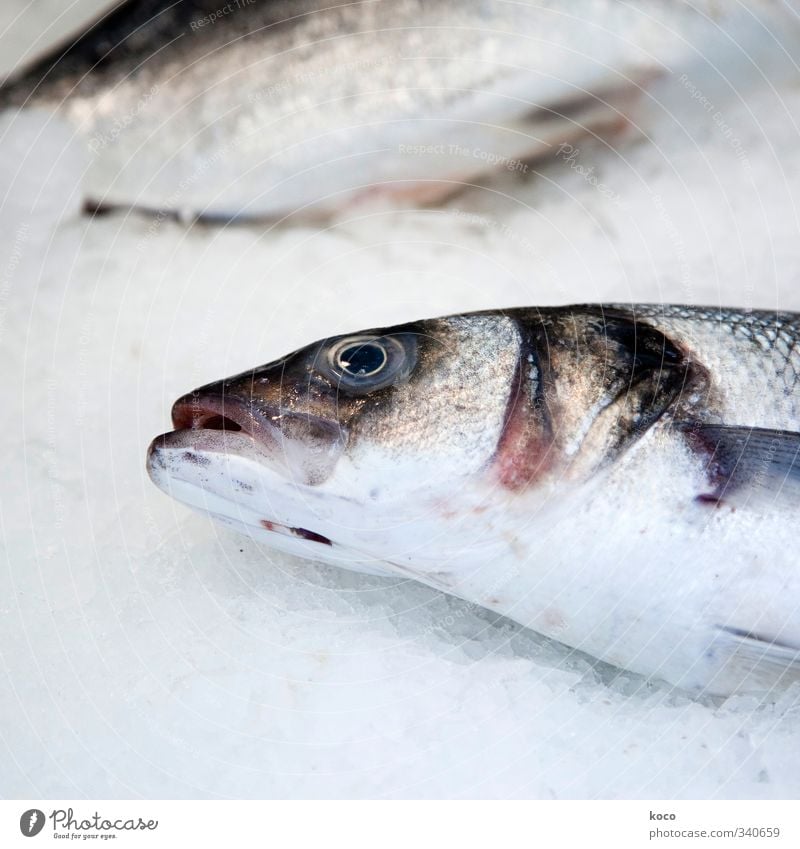 Fisch Ernährung Fischmarkt Fischmaul Fischauge Schuppen Wasser Tier Totes Tier Tiergesicht 2 lecker braun grau rosa schwarz weiß Traurigkeit Tod Schmerz Trauer