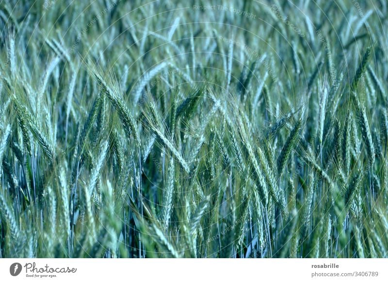 blauer Weizen | surreal Ernte Ernährung leuchten giftig Gentechnologie genetisch genetisch verändert Ähren Fülle Zukunft toxisch gefährlich Veränderung