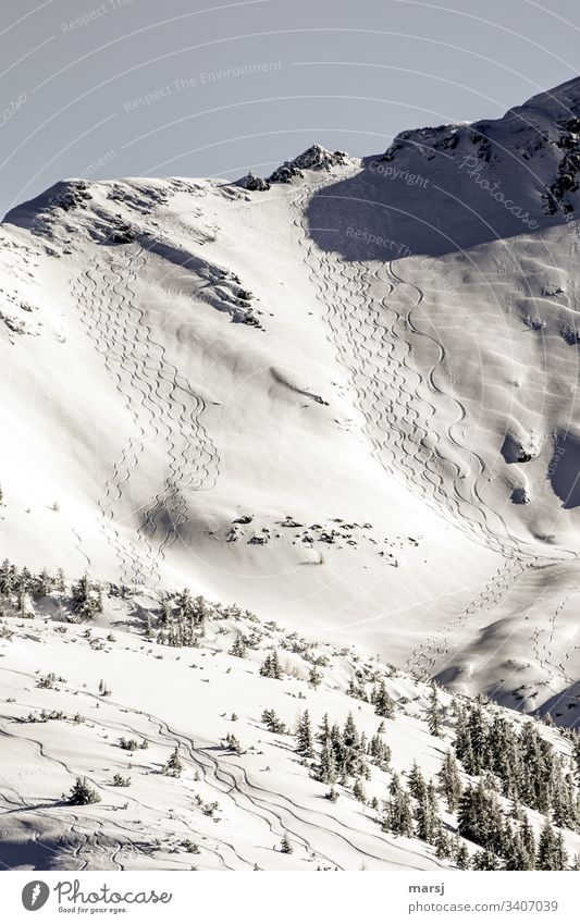 Paradies für Abseits der Piste Fahrer Pulverschnee Winterlandschaft Tiefschneefahren Außenaufnahme Alpen Wintersport traumhaft Winterzauber Neuschneefahren