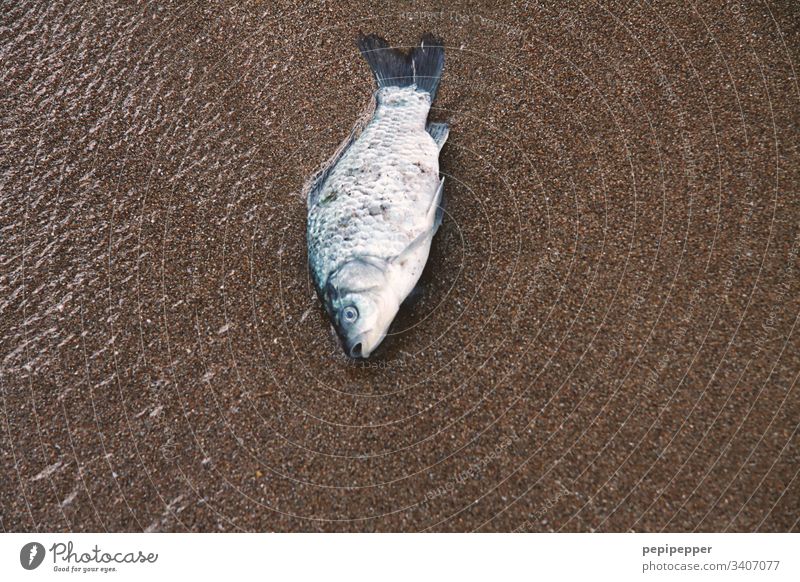 Toter Fisch am Strand gestorben Natur Tod Tier Totes Tier Körper Gesicht Schuppen Tierporträt Farbfoto Menschenleer Wasser Sand liegen sterben Außenaufnahme