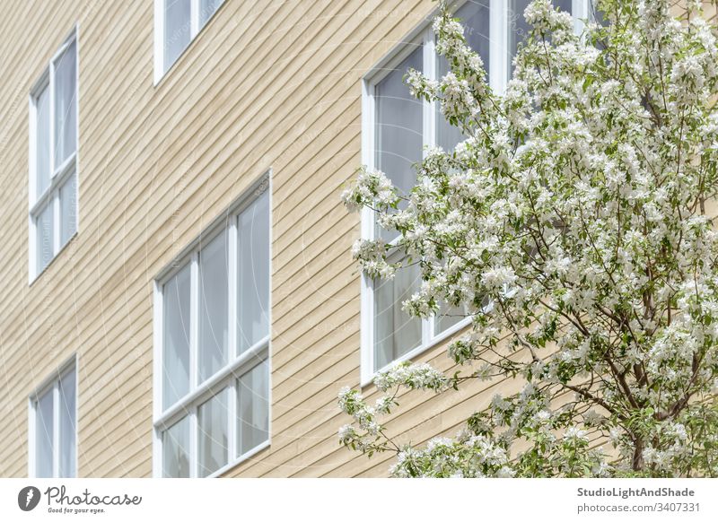 Fenster eines modernen Gebäudes und blühender Baum Haus Fassade Bäume Blüte Frühling Ast Niederlassungen Blühend Blütezeit Überstrahlung Blumen Kirschbaum