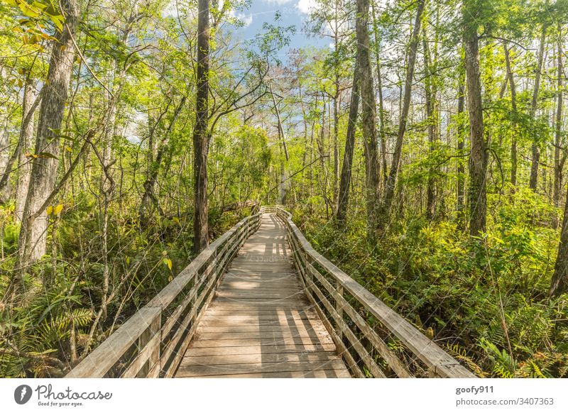 Mitten in den Everglades Steg Wege & Pfade Außenaufnahme Menschenleer Natur Landschaft Farbfoto Holz Ferien & Urlaub & Reisen Gras Pflanze Baum USA Florida grün