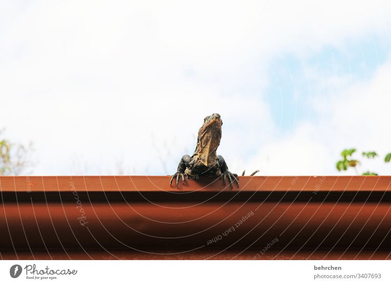 gute aussichten | leguan in der dachrinne frech Fernweh außergewöhnlich exotisch fantastisch Tierporträt Wildtier Sonnenlicht Tag Ferne Freiheit Tourismus