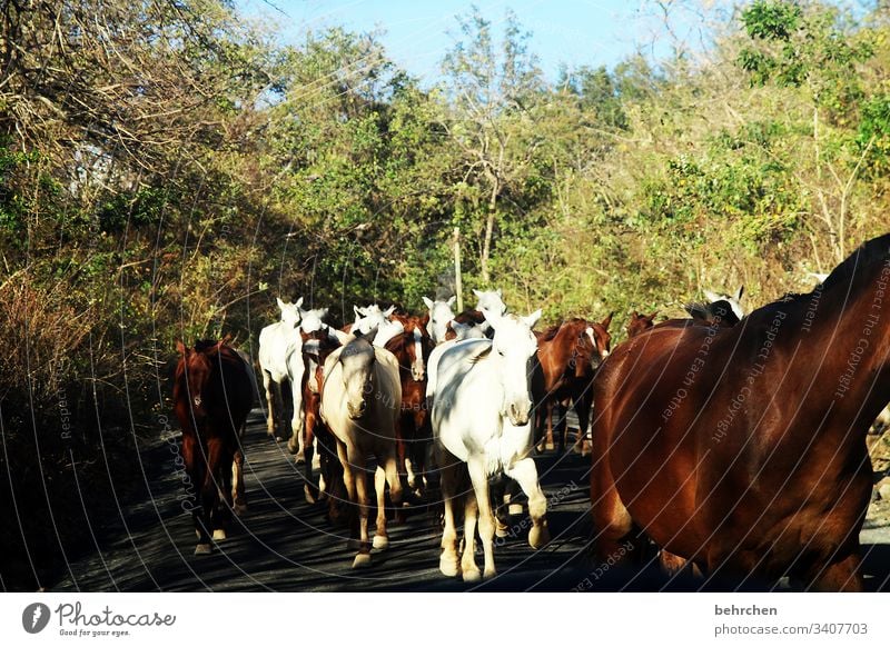 tierliebe | wild und frei pferdeherde Pferd besonders Costa Rica Sonnenlicht Tier Licht Tierporträt Tag Außenaufnahme Menschenleer Farbfoto Tierschutz Wildnis