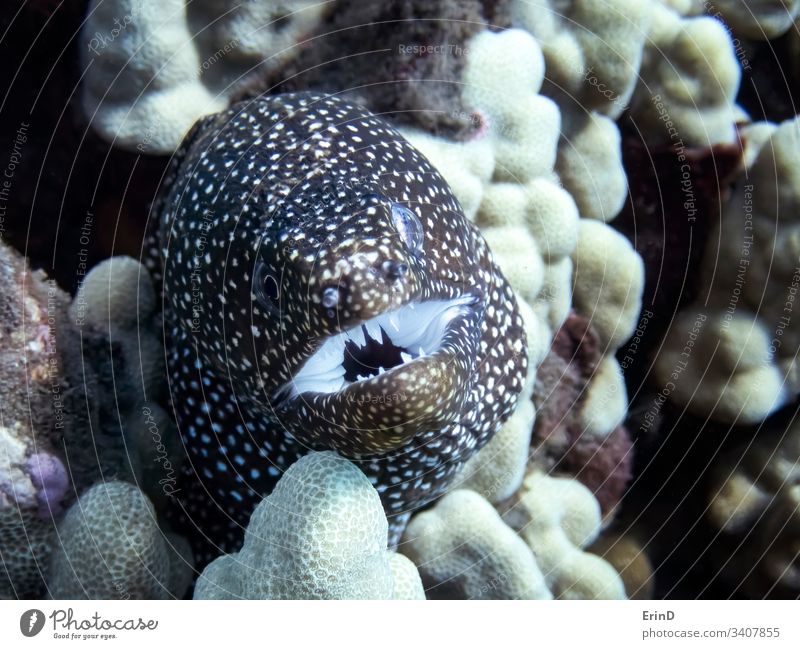 Nahaufnahme von Moränengesicht und Zähnen im Riff Muräne Aal Detailaufnahme abschließen Makro Gesicht Ausdruck Mund unter Wasser unterseeisch Korallen reffen