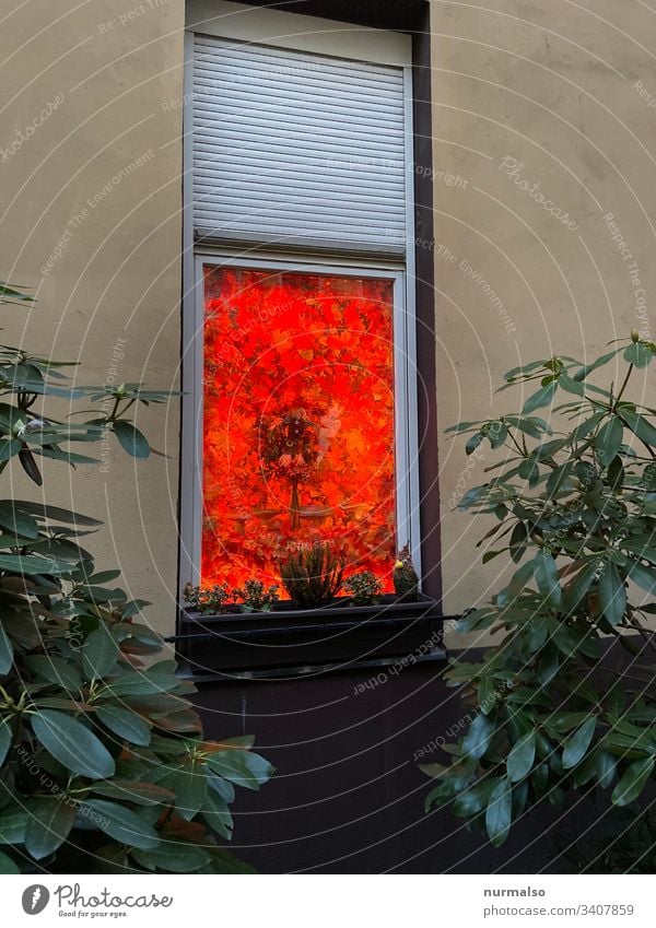 Rotes Fenster dekoration Fassade blumenkasten hinterhof trash hexe farbklex geheimnis rolladen glas idividualität kreativität leben wohnen blätter