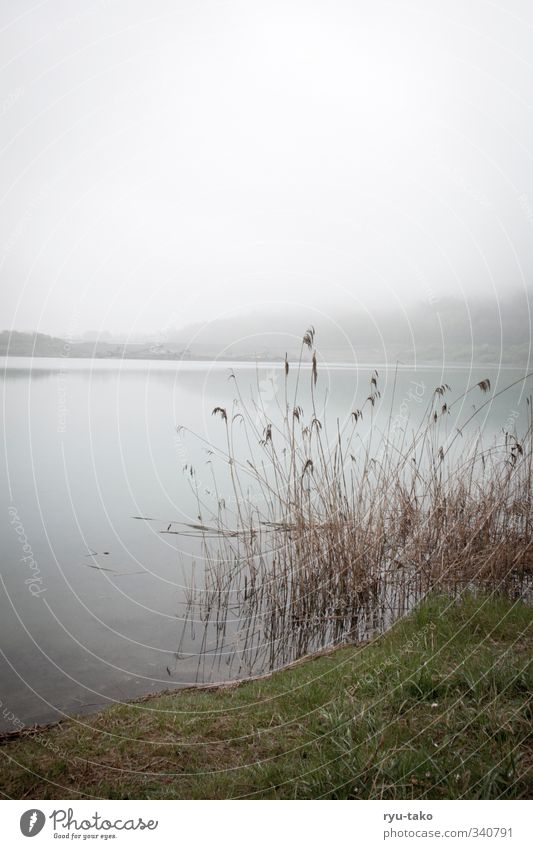 ein ruhiger tag am see Natur Landschaft Wasser Frühling Nebel See Gelassenheit stagnierend genießen Schilfrohr Sauberkeit Erholung Farbfoto Außenaufnahme