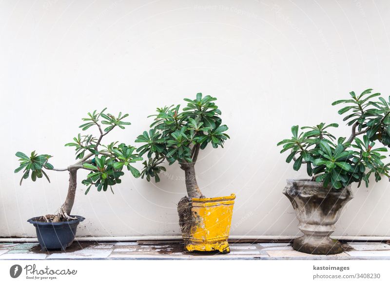 Topfpflanzen vor weißer Wand. Pflanze Bonsai grün Blatt Wurzeln Kassen Stock Textfreiraum oben gelb blau