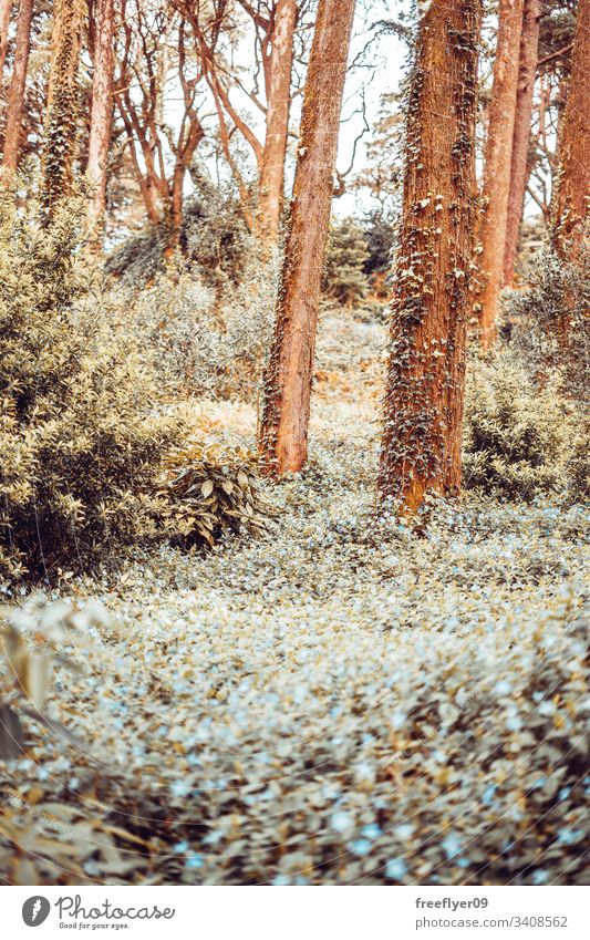 Detail eines wilden Waldes im Herbst Galicia Glanz malerisch Winter ungebärdig Phantasie grün Sonnenlicht sonnig Wildnis Weg Ast Pflanze Park Landschaft