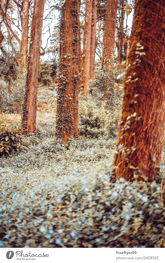 Detail eines wilden Waldes im Herbst Galicia Glanz malerisch Winter ungebärdig Phantasie grün Sonnenlicht sonnig Wildnis Weg Ast Pflanze Park Landschaft