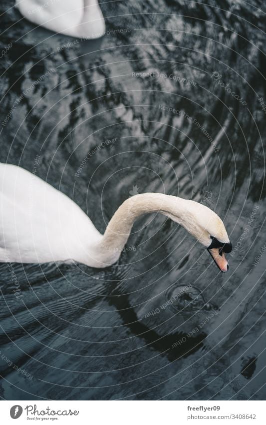 Weißer Schwan schwimmt auf einem See weiß Schwimmsport Wasser Wellen Windstille unverdorben Dunst Vogel Eleganz Anmut Licht friedlich Morgen schön Reinheit