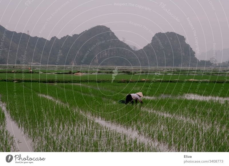 Ein vietnamesischer Reisbauer auf einem grünen Reisfeld bei der Arbeit Ernte Pflanze Landwirt Ernährung Ackerbau Farbfoto Asien ländlich