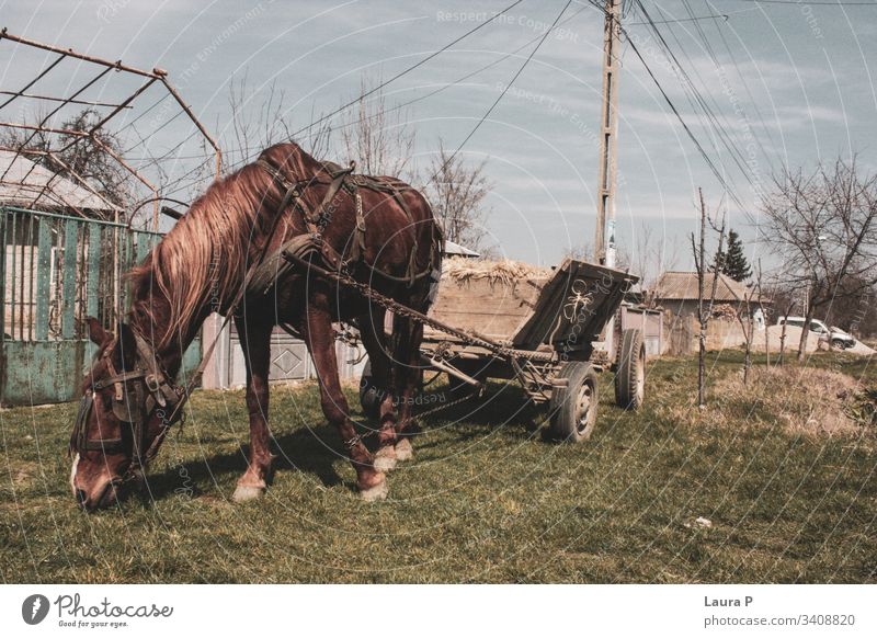Pferd mit Wagen auf dem Land Karre braun Tier heimisch Landschaft Gras rustikal traditionell alt hölzern Haustier schön Säugetier Außenaufnahme Natur Wiese