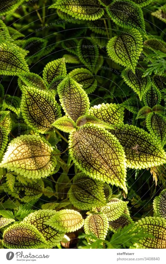 Urticaceae Pilea Mondtal Panamiga Freundschaftspflanze Hintergrund Kanonierblume Textur grün grüne Ränder dunkelgrün Natur
