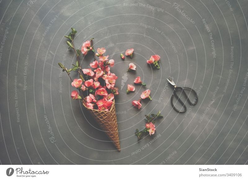 Blumen in Eistüte auf Zement-Hintergrund Kornett Waffel flach legen Top Ansicht Schere rosa Blumenstrauß Natur geblümt Zapfen Frühling Geschenk Liebe romantisch