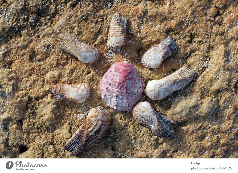 außergewöhnliche Muscheln in Form einer  Sonne auf einem Felsen Strand Symbol schönes Wetter Küste Mallorca Schönes Wetter Menschenleer Farbfoto Außenaufnahme