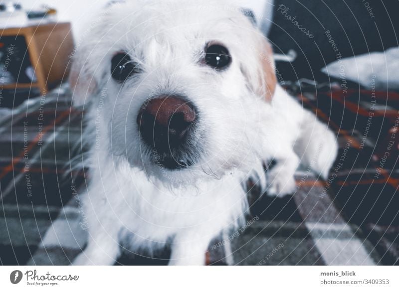 Weißer Hund auf Couch Sofa kleiner Hund Tier Tierporträt Tierliebe Schwache Tiefenschärfe Haustier süßer Hund niedlich Fellnase faul schnüffeln riechen