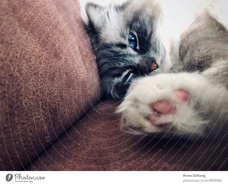 Katze mit blauen Augen und ausgestreckter Pfote Tierporträt Zentralperspektive Tag Menschenleer Innenaufnahme Farbfoto Perspektive Konzentration Interesse
