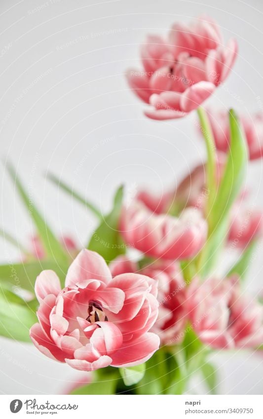 Gefüllte pinkfarbene Tulpen vor weißem Hintergrund Frühling Blumen Blumenstrauß Neutraler Hintergrund rosa schön grün Nahaufnahme Blüten blühen hell leuchtend