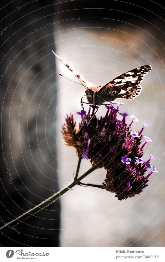 Schmetterling wunderbar mit seiner Pracht an Flügel größe. Nahaufnahme #wunder #Insekt #Tier #Fühler #Frühling #Flügel #Raubeundmehr