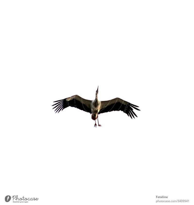 Storch mit einem verkrüppelten Fuß Vogel Tier Außenaufnahme Farbfoto 1 Menschenleer Tag Natur Wildtier Himmel Textfreiraum oben Umwelt Schönes Wetter weiß