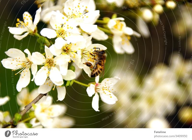 fleißiges Bienchen - oder ein in voller Blüte stehender Kirschzweig mit vielen kleinen weißen blühenden Blüten im Frühling, besucht von einer fleißigen Biene