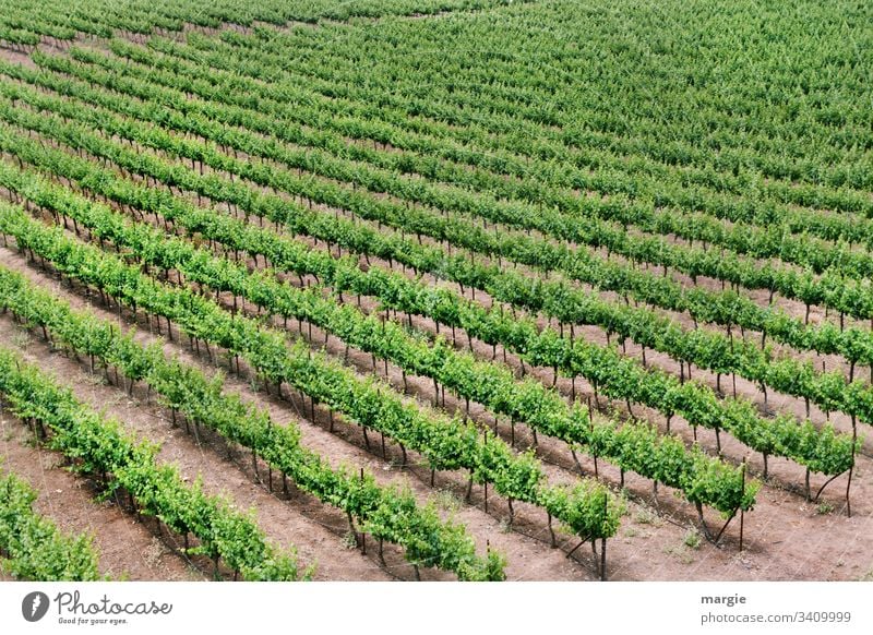 klimawandel |...noch wächst der Wein! Weinberg Weinbau Menschenleer Pflanze grün Sommer Natur Außenaufnahme Weinlese Tag Weingut Farbfoto Landschaft Nutzpflanze