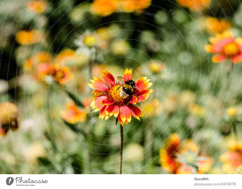 Insektenhummel auf einer Blume mit roten und gelben Blütenblättern in Nahaufnahme Hummel Hummel auf einer Blume Pollen sammeln Feld Wiese natürlich Natur Sommer