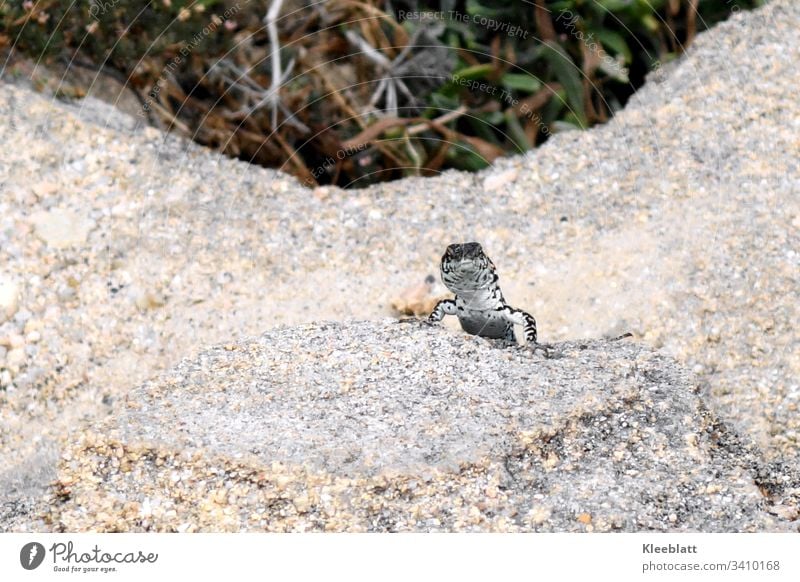 Reptil, Echse neugierig in Felsumgebung Tier Felsen grau grüner Hintergrund Tier weiß und grau Nahaufnahme natürliche Lichtverhältnisse Menschenleer Wildtier