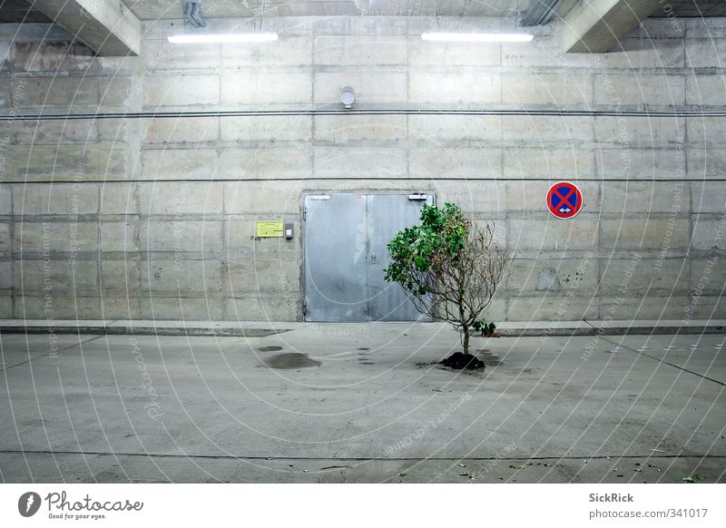 Natur Erde Pflanze Baum Menschenleer Architektur Mauer Wand alt Blühend dehydrieren Wachstum ästhetisch grau grün Verbotsschild Parkhaus Beton Betonwand