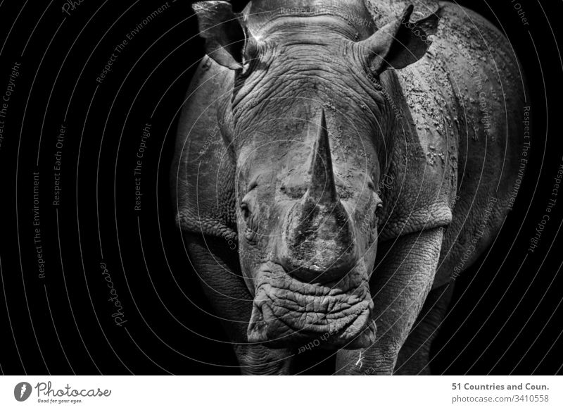 Schwarz-Weiß-Bilder eines Nashorns, Südafrika Afrika Große 5 Vögel Europa reisen Afrikanisch Tiere Antilopen Asien Bock Elefant erkunden Nilpferd Indien