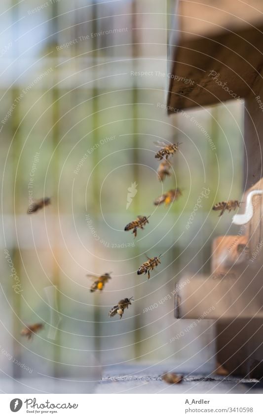 Honigbienen fliegen in den Bienenstock Bienenvolk Flug pollen Natur Pollen Imker Arbeit & Erwerbstätigkeit Insekt Bauernhof Kolonie Mensch Imkerei Lebensmittel
