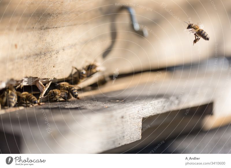 Bienen fliegen in den Bienstock Bienenstock Bienenvolk Honigbiene Honigbienen Flug pollen Natur Imker Arbeit & Erwerbstätigkeit Insekt Bauernhof Kolonie Imkerei