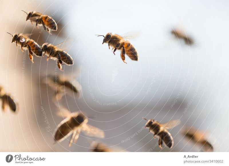 Honigbienen im Flug Bienen Bienenstock Bienenvolk Tier Außenaufnahme Imkerei Natur Lebensmittel Sommer Bienenkorb Arbeit & Erwerbstätigkeit Kolonie Tiere