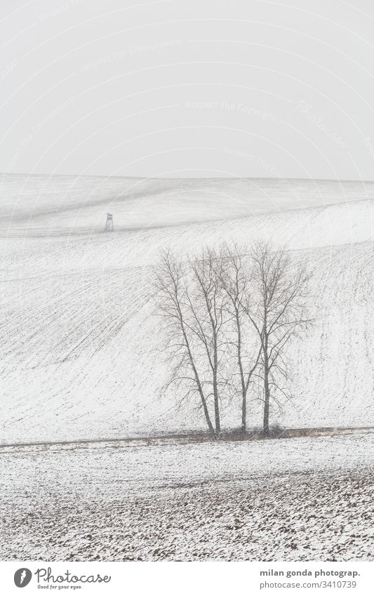 Ländliche Landschaft der Region Turiec in der Nordslowakei. Slowakische Republik ländlich Bereiche Jagdausguck Baum Winter Schnee Natur