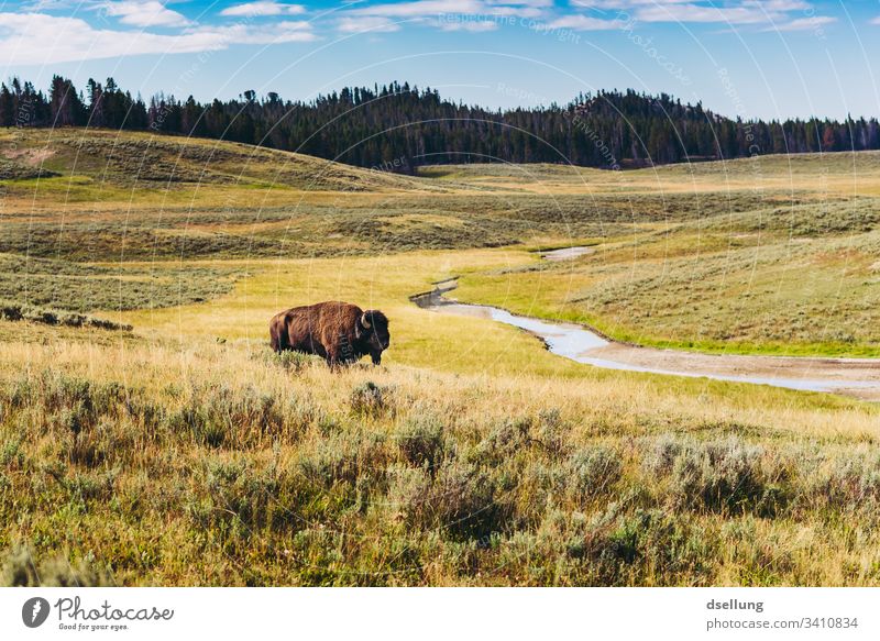 Bison auf einer Wiesenlandschaft mit Fluss und Wald im Hintergrund Entdeckung Sommerurlaub mehrfarbig Perspektive staunen bewundernd entdecken abenteuerlust