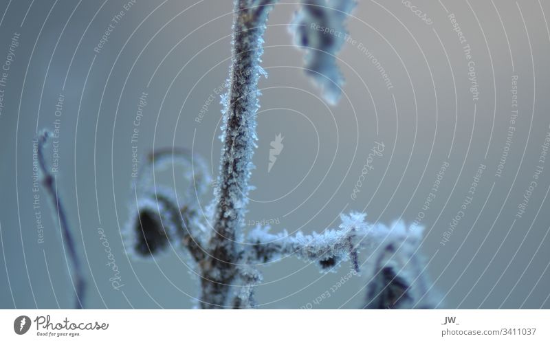 Frost auf Ast kalt Winter Eis Schnee Natur gefroren Makroaufnahme Nahaufnahme Eiskristall blau frieren weiß glänzend Kristallstrukturen Raureif Zweig Blatt