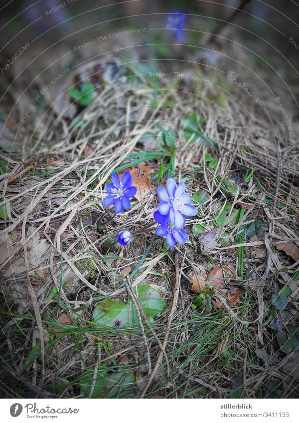 Blümchen am Wegrand Frühlingsgefühle Pflanze Blüte Blume Blühend Natur Östereich Spaziergang blau