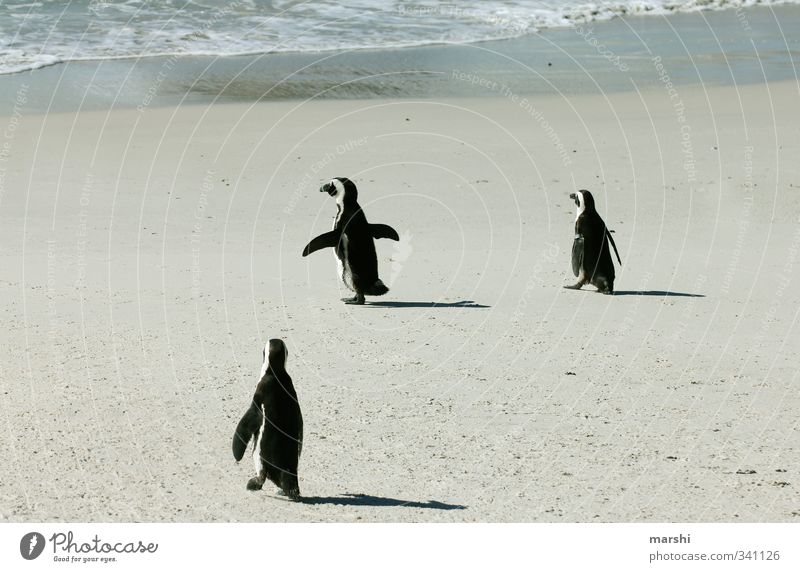 ab ins Kühle... Natur Sonne Wetter Schönes Wetter Küste Meer Tier 3 Tiergruppe Wärme Pinguin Wasser laufen watscheln schön Südafrika exotisch Geschwindigkeit