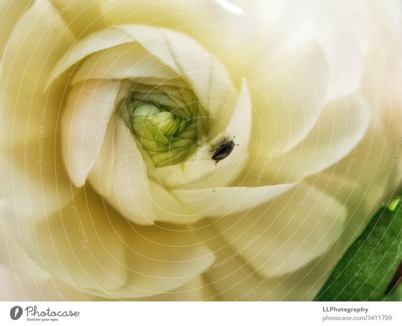 Käferbesuch auf einer Blüte Pfingstrose Natur makrofotografie Schwarz und weiß Frühling