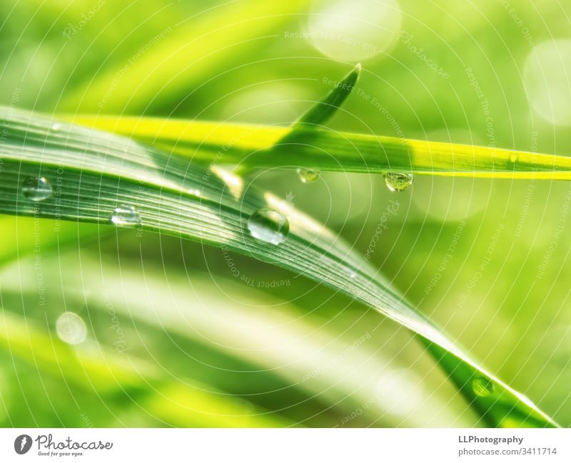 Regentropfen-Party auf einen Grashalm Wasser Tropfen grün Frühling Sonnenschein Garten Makroaufnahme