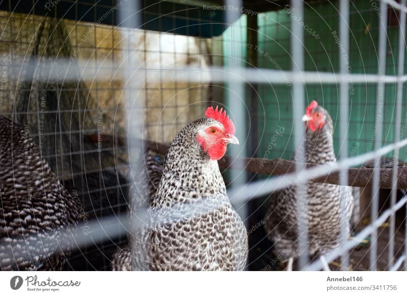 Hühner hinter dem Zaun in einem Hühnerstall. schwarz-weißes Huhn in kleinem Käfig Bauernhof Vogel Ackerbau Federvieh Tier Hahn heimisch Landwirtschaft rot Natur