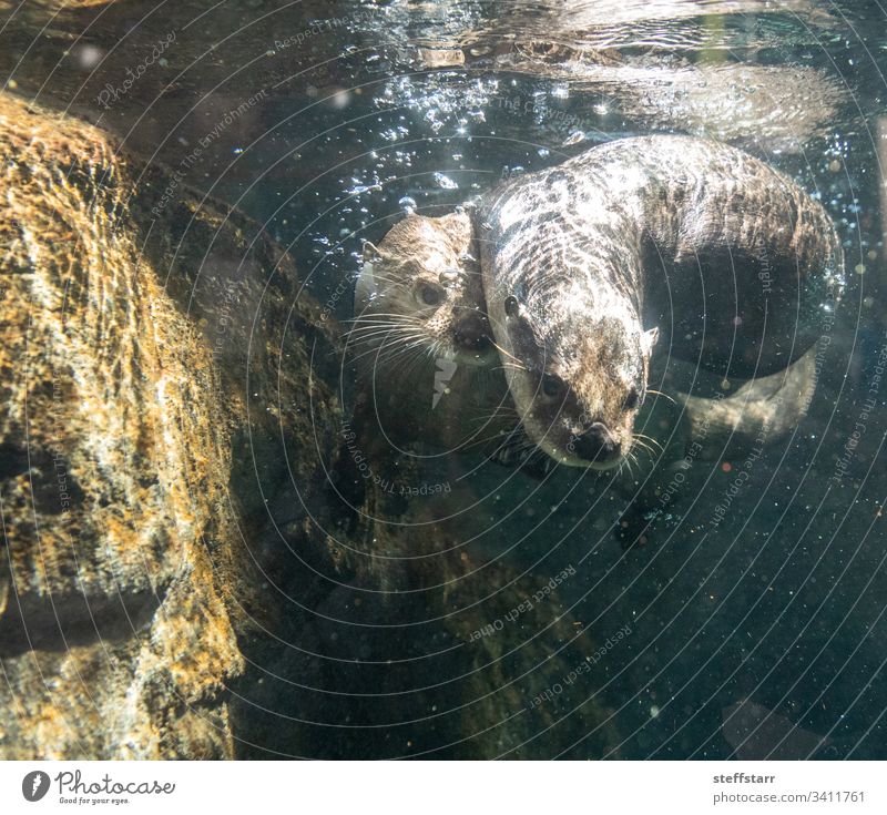 Geschwister des Flussotters Lontra canadensis spielen Otter Nordamerikanischer Flussotter Tier Wildtier schwimmen lustig niedlich Blasen Schwimmsport Ringen