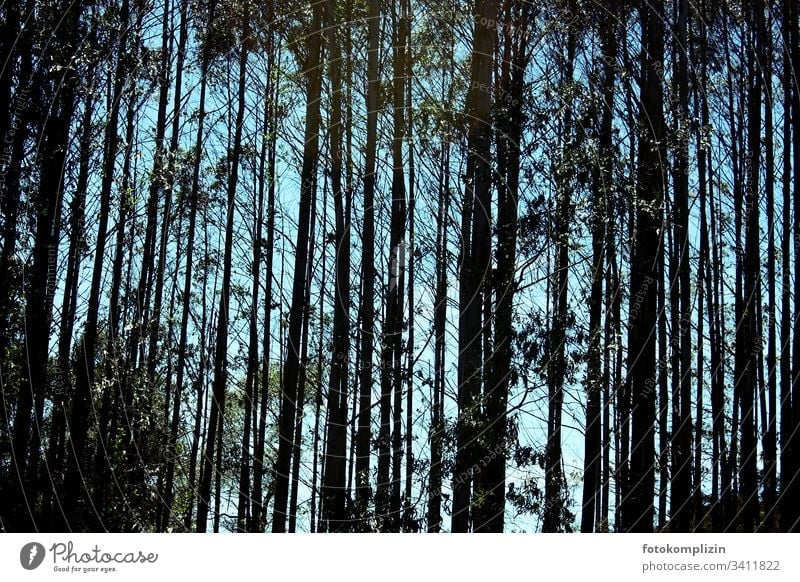 Wald Baum Geraden Bäume Baumstämme Natur Holz Außenaufnahme Menschenleer Lichteinfall Umwelt Waldsterben Baumstamm Waldrand Silhouette baumsilhouette Baumkrone