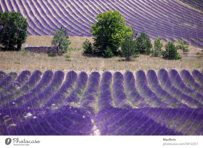 Lavendelfelder in Südfrankreich lavendel lavendelfelder südfrankreich cote d'azur sehenswürdigkeit reiseziel urlaub ferie lila niemand textfreiraum natur