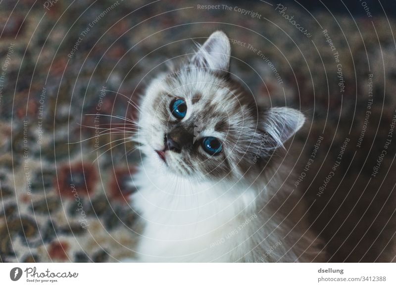 Katze mit blauen Augen blickt in die Kamera Tier Haustier Heilige Birma 1 beobachten Erholung liegen Blick schön weiß türkis niedlich Neugier Wachsamkeit